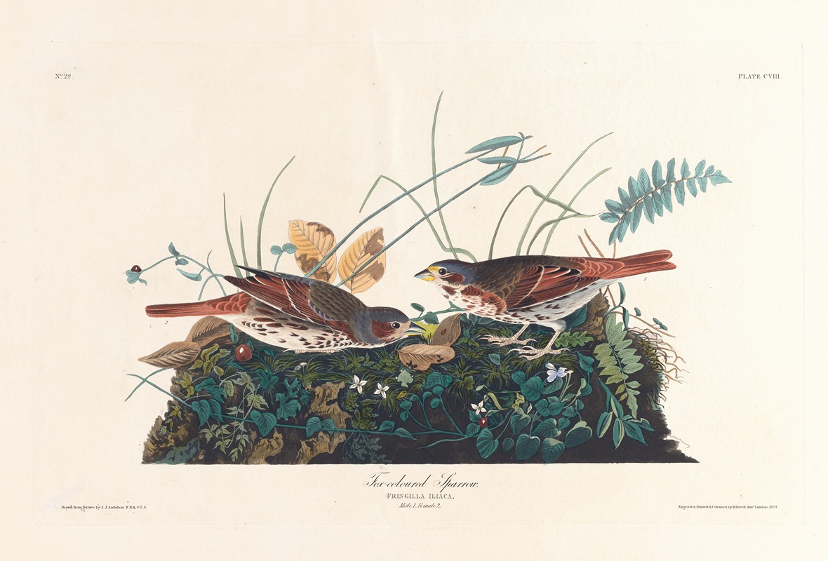 John James Audubon - Fox-coloured sparrow