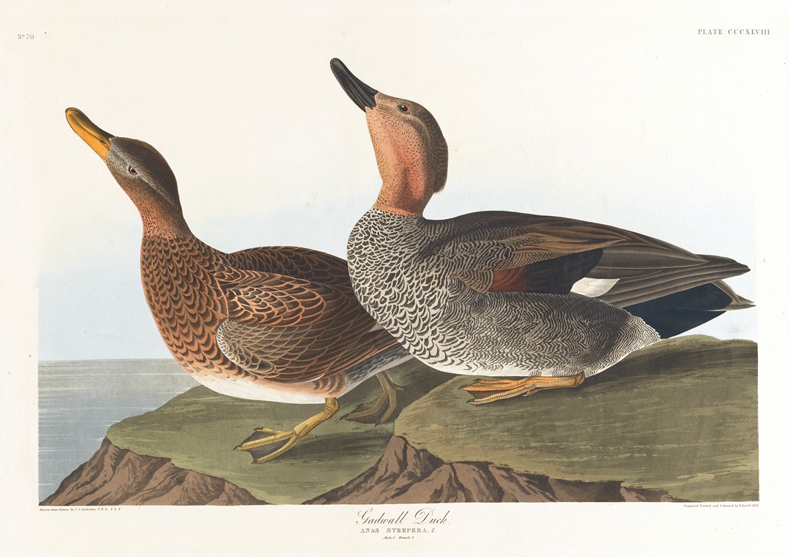 John James Audubon - Gadwall duck