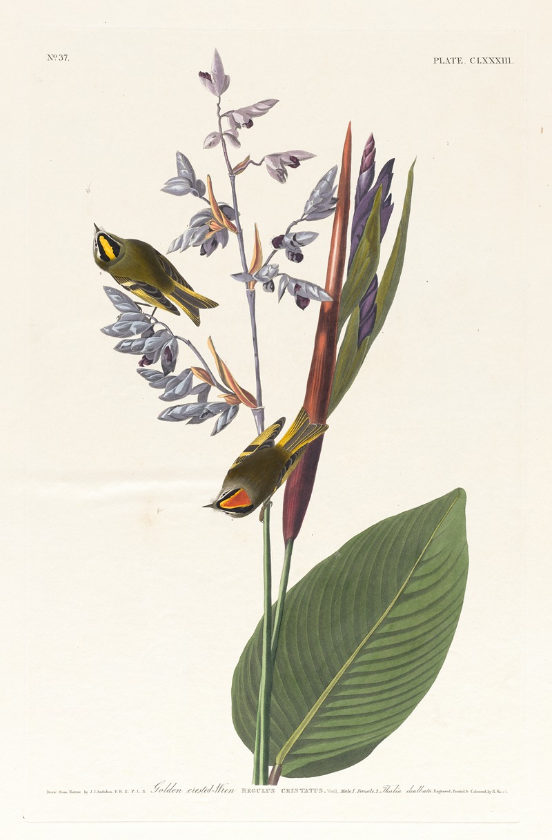 John James Audubon - Golden crested-wren