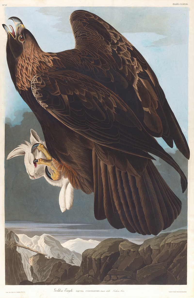 John James Audubon - Golden eagle