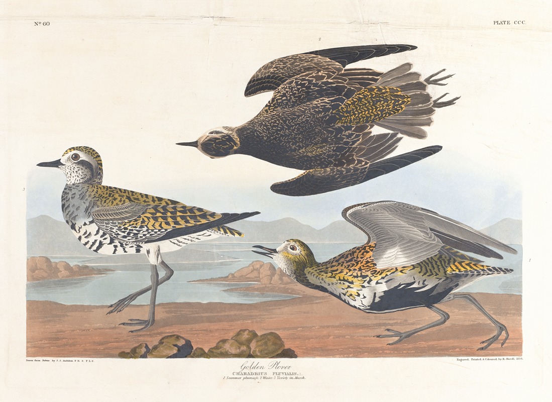 John James Audubon - Golden plover