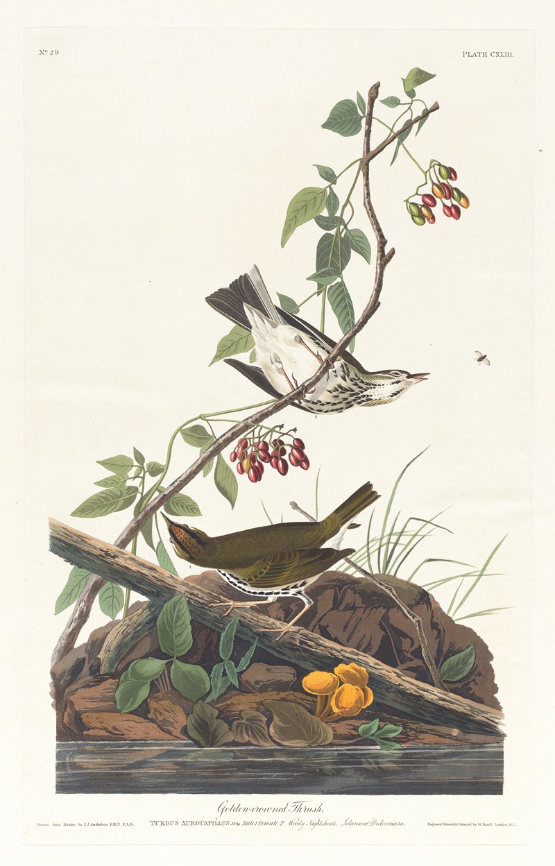 John James Audubon - Golden-crowned thrush