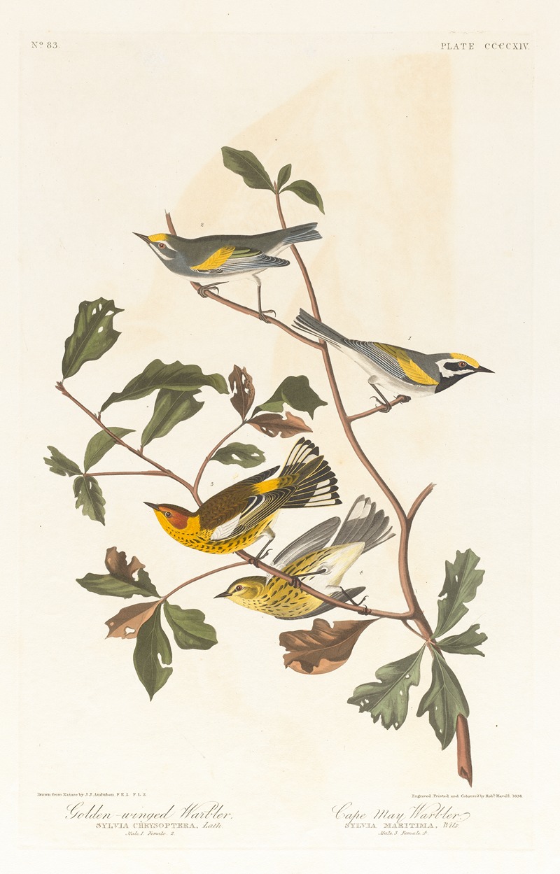 John James Audubon - Golden-winged warbler