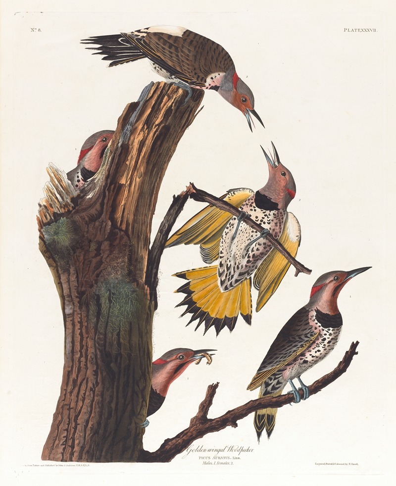 John James Audubon - Golden-winged woodpecker