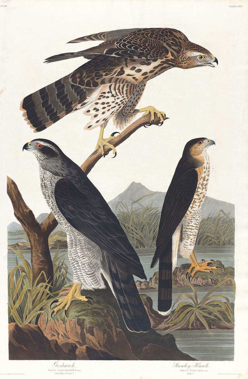 John James Audubon - Goshawk, Stanley hawk