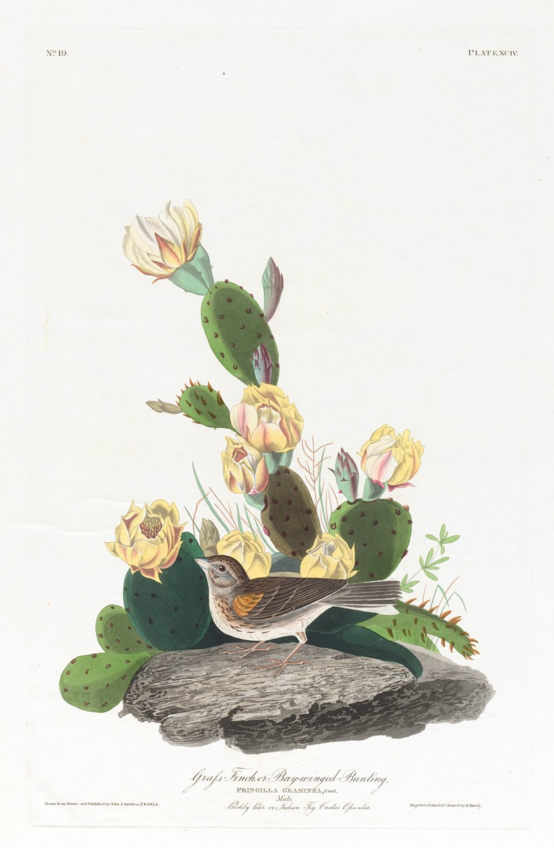 John James Audubon - Grass finch or bay-winged bunting