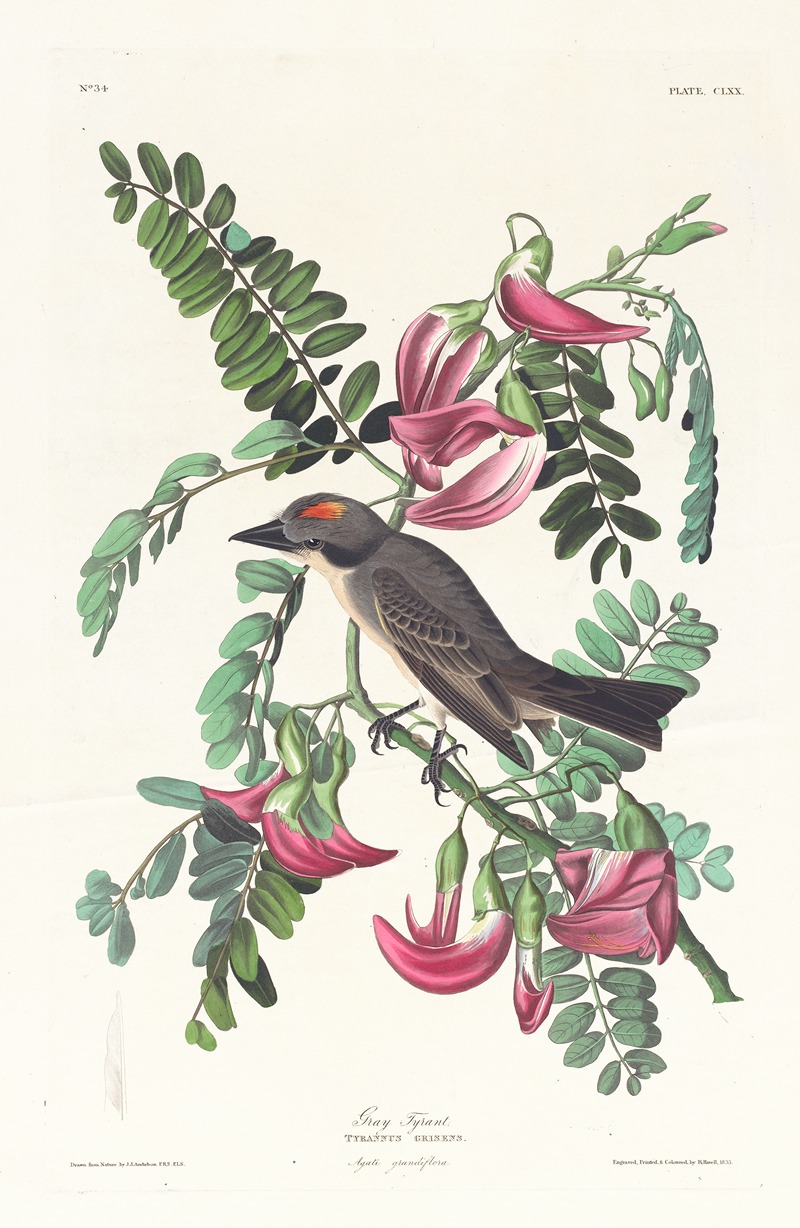 John James Audubon - Gray tyrant