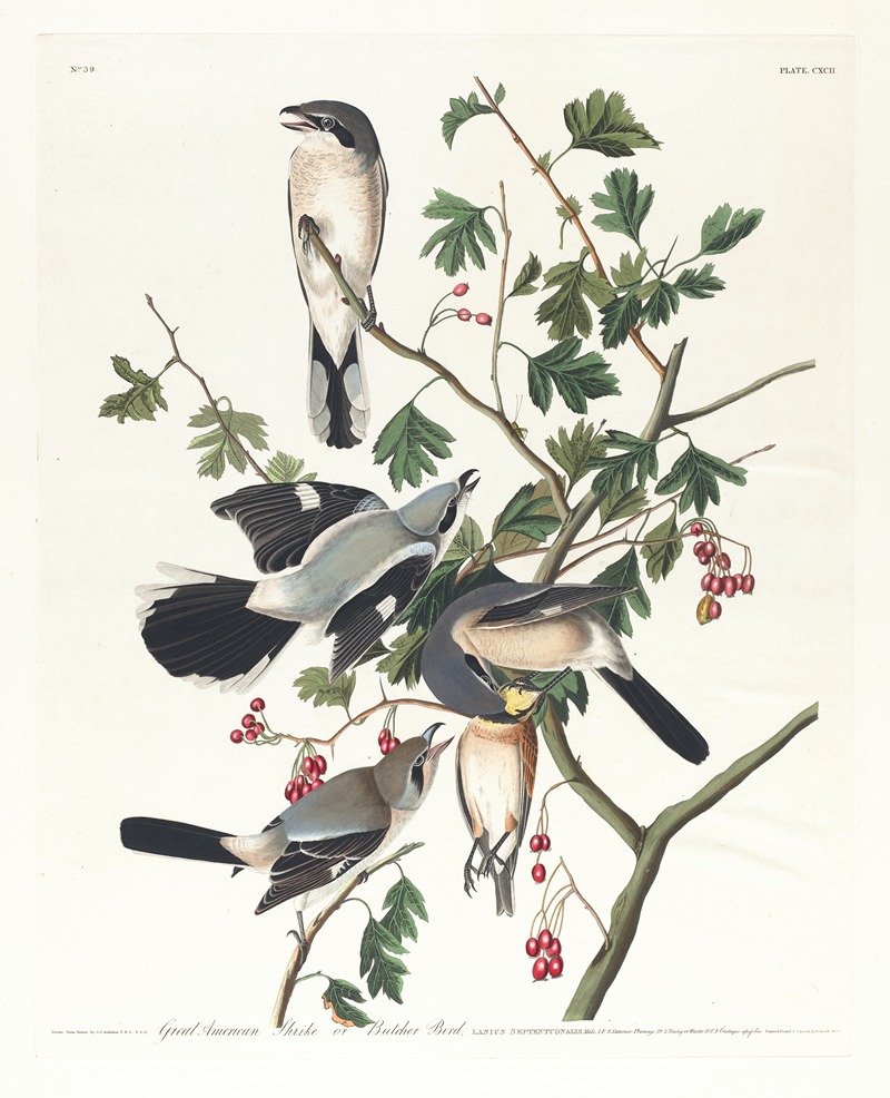 John James Audubon - Great American shrike or butcher bird