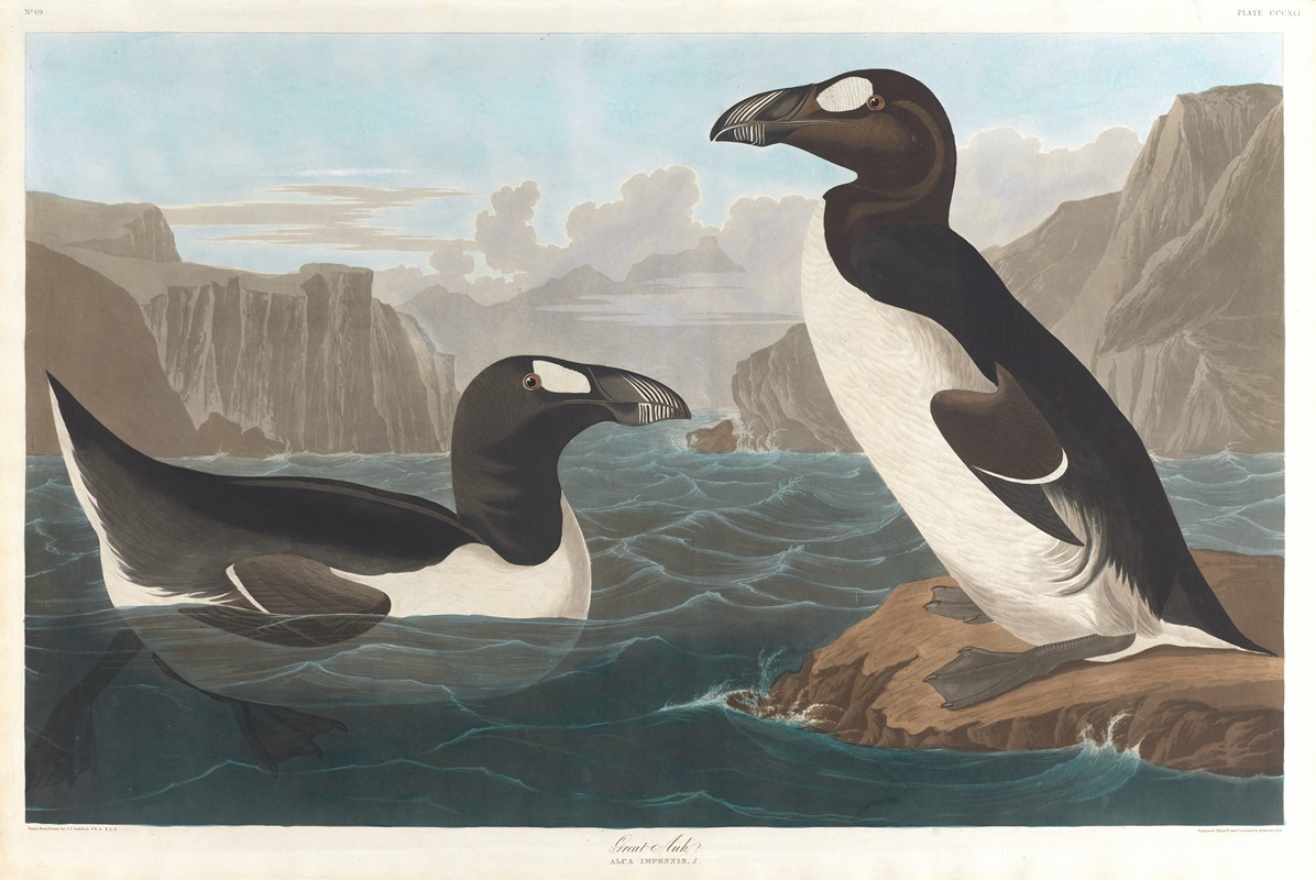 John James Audubon - Great auk