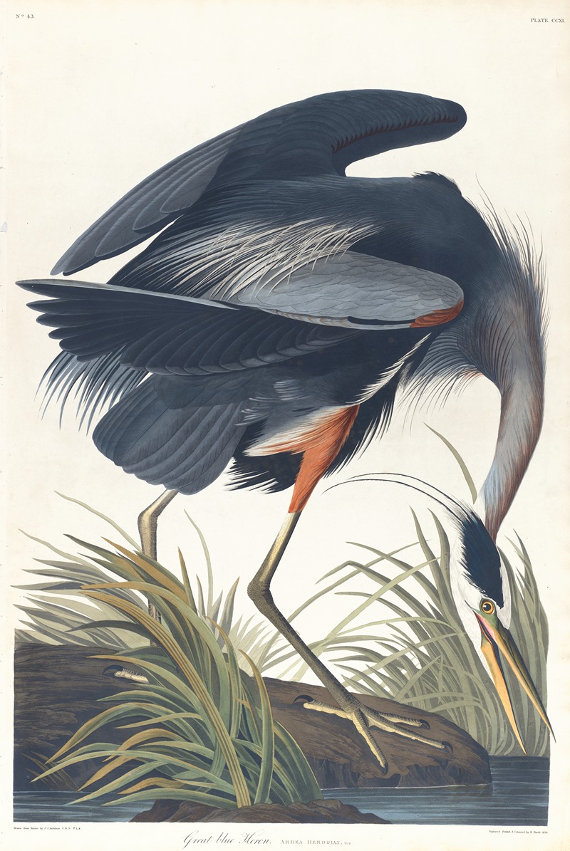 John James Audubon - Great blue heron