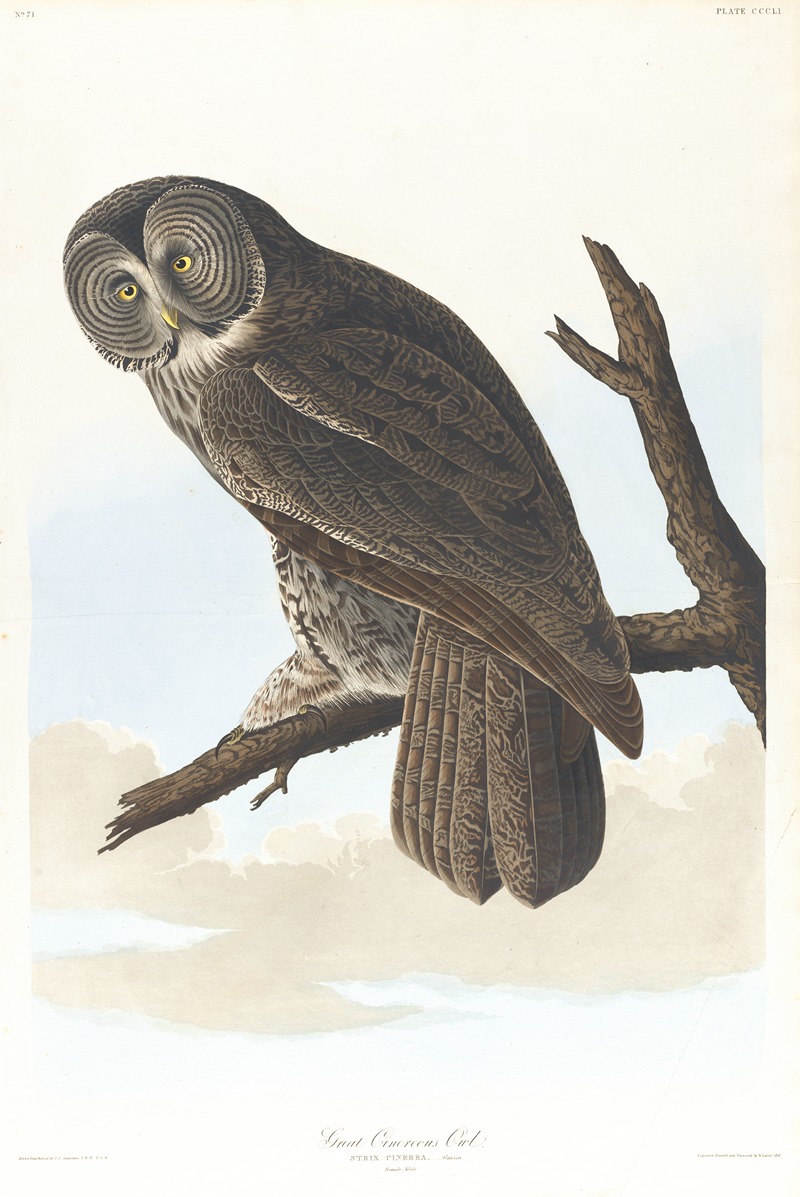 John James Audubon - Great cinereous owl