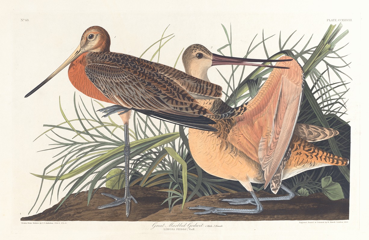 John James Audubon - Great marbled godwit