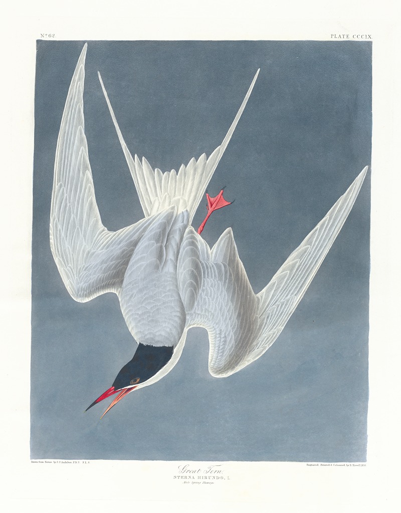John James Audubon - Great tern
