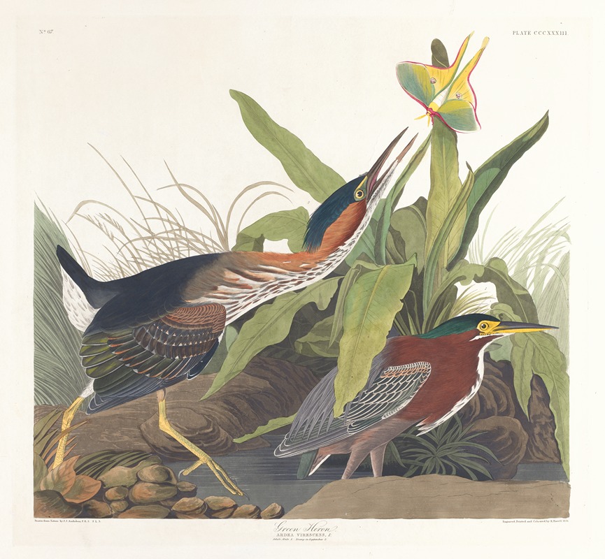 John James Audubon - Green heron