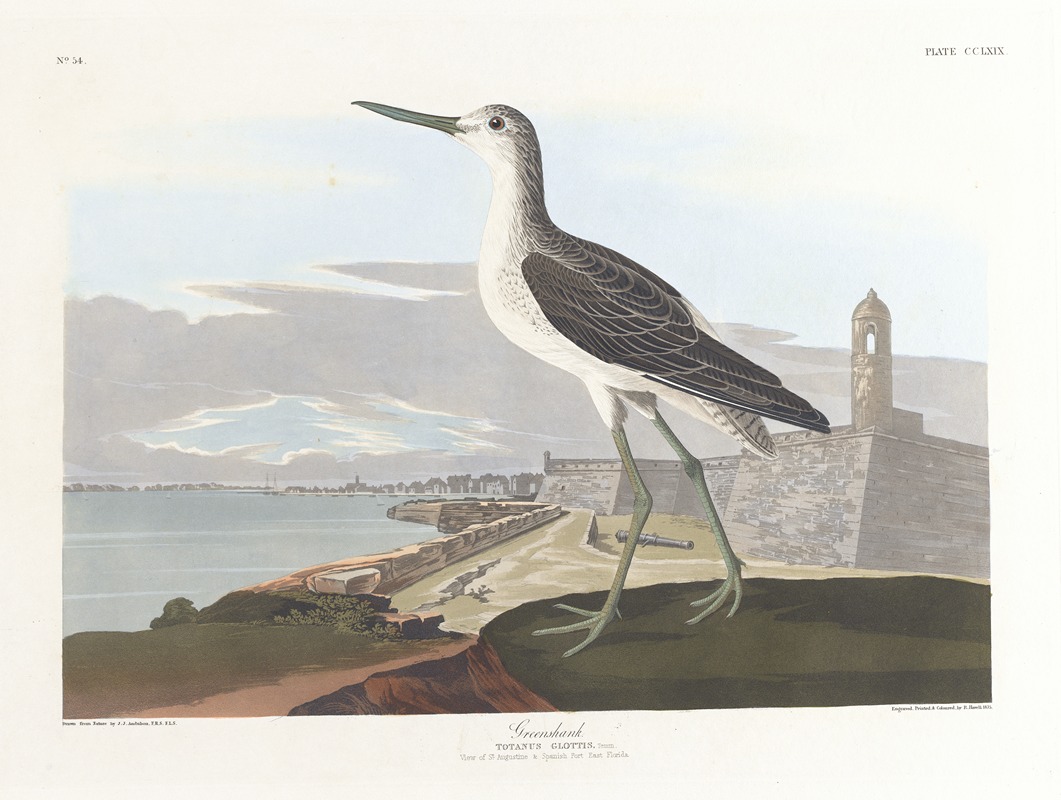 John James Audubon - Greenshank