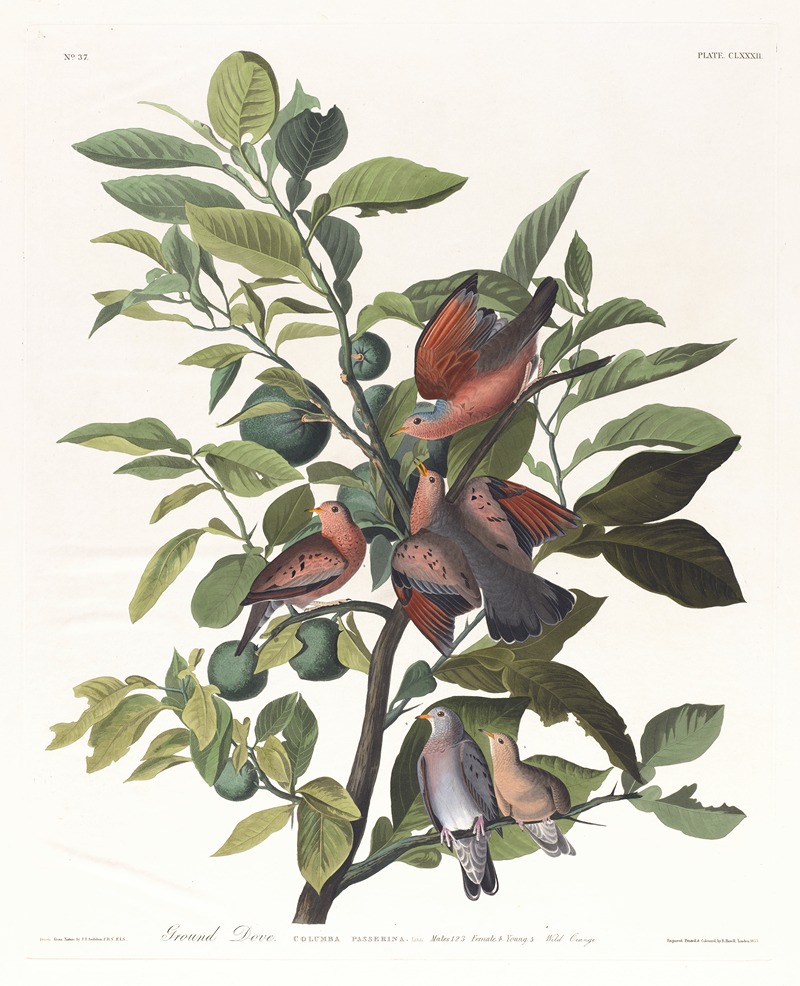 John James Audubon - Ground dove