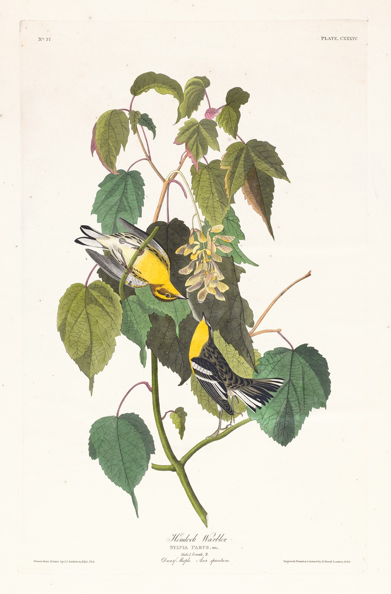 John James Audubon - Hemlock warbler