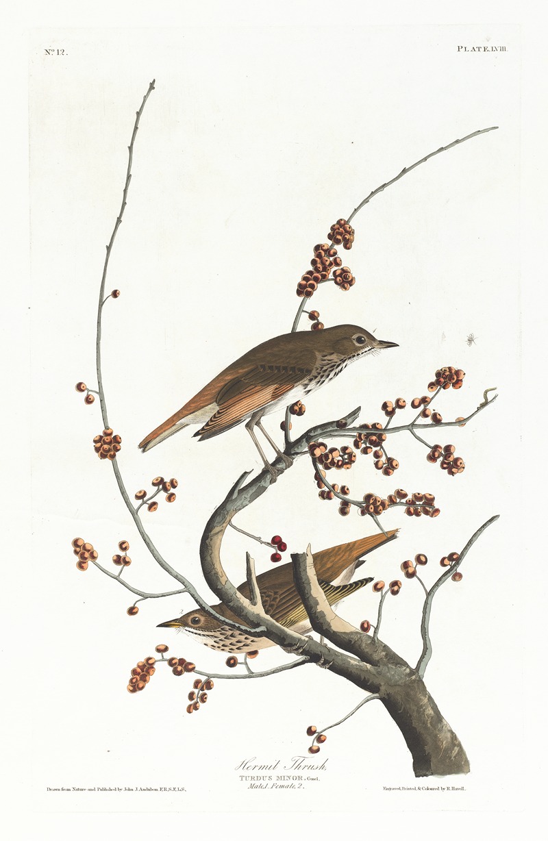 John James Audubon - Hermit thrush