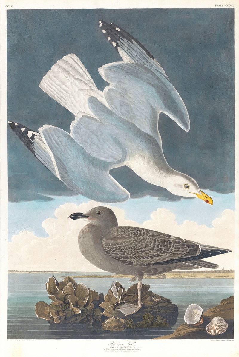 John James Audubon - Herring gull