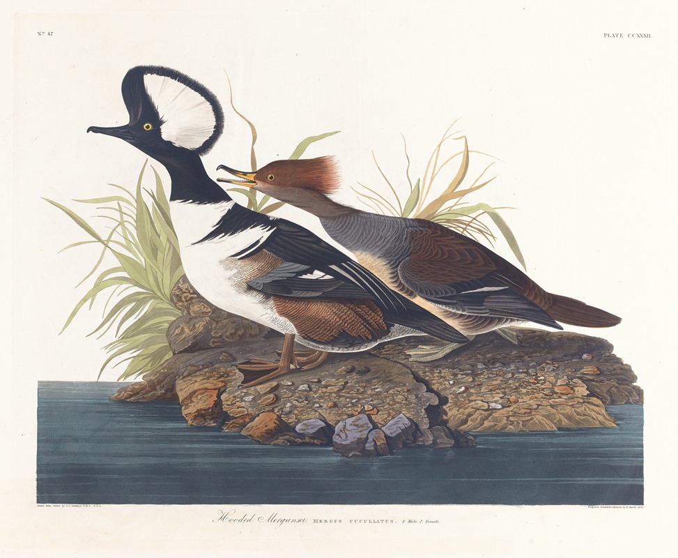 John James Audubon - Hooded merganser