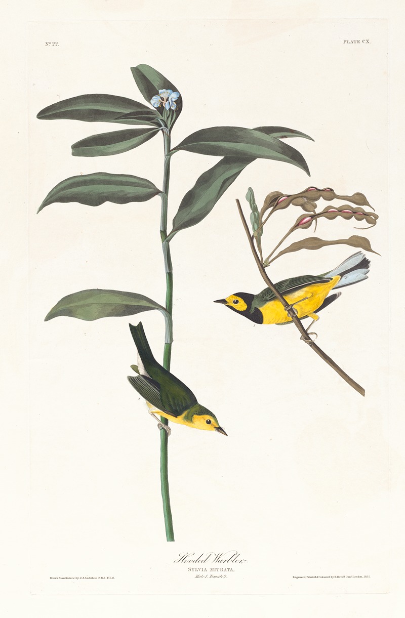 John James Audubon - Hooded warbler