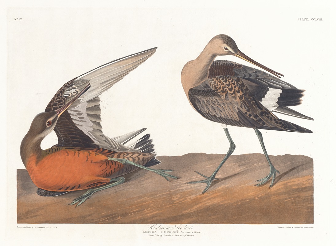 John James Audubon - Hudsonian godwit