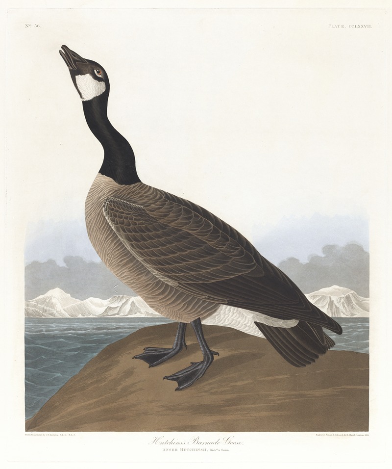 John James Audubon - Hutchins’s barnacle goose