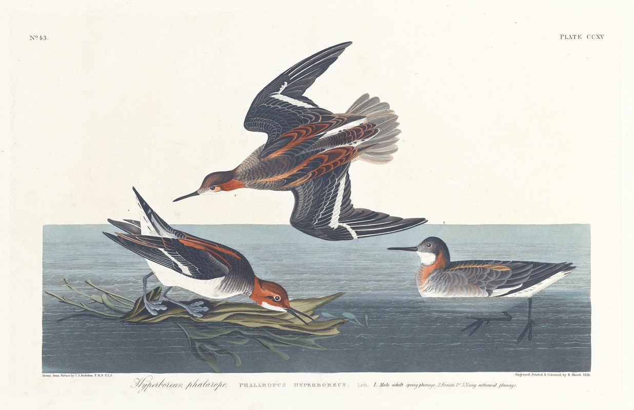 John James Audubon - Hyperborean phalarope