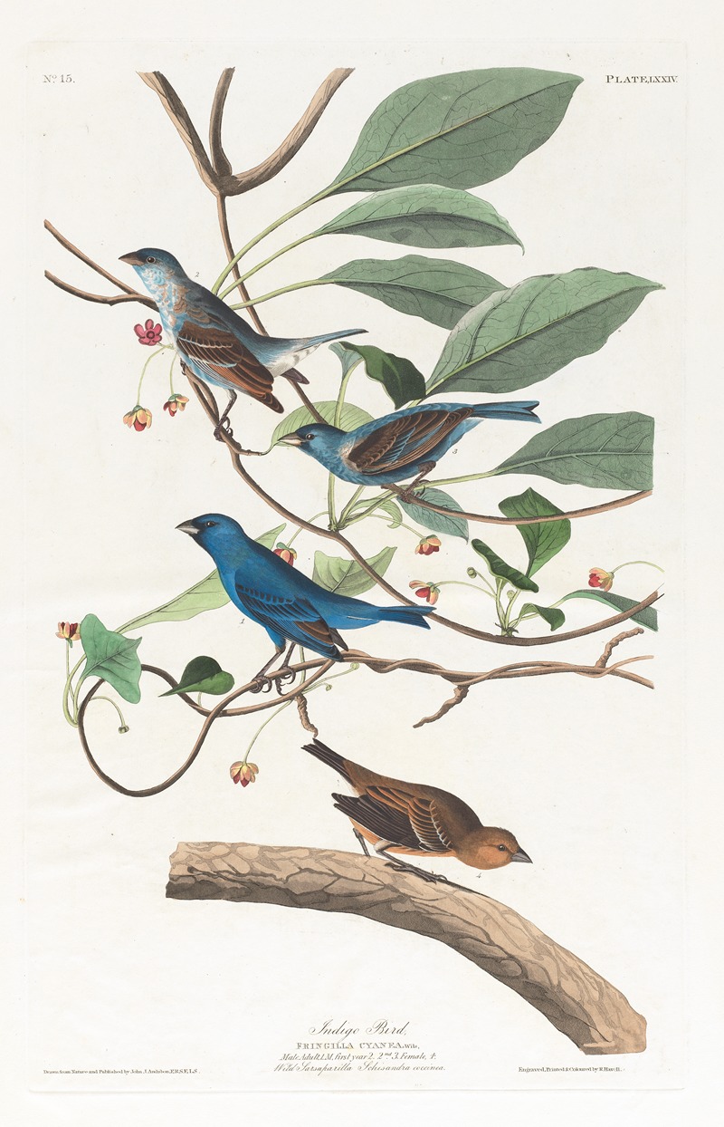 John James Audubon - Indigo bird