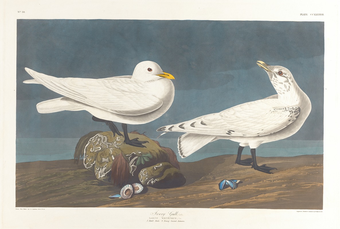 John James Audubon - Ivory gull