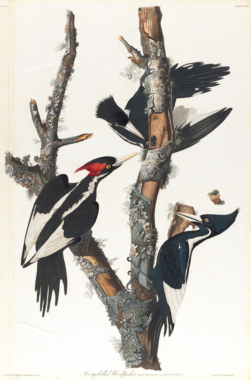 John James Audubon - Ivory-billed woodpecker