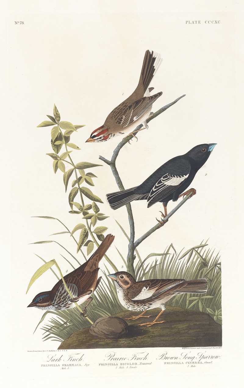 John James Audubon - Lark finch. Prairie finch. Brown song sparrow