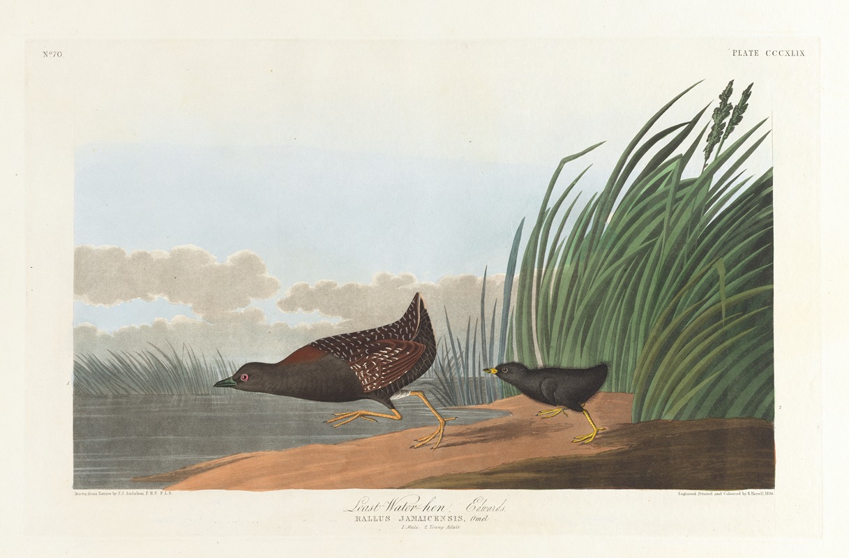 John James Audubon - Least water-hen