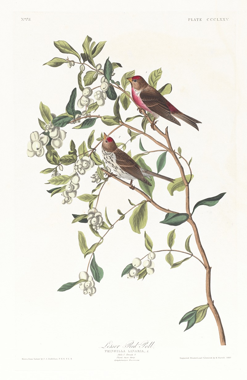 John James Audubon - Lesser red-poll