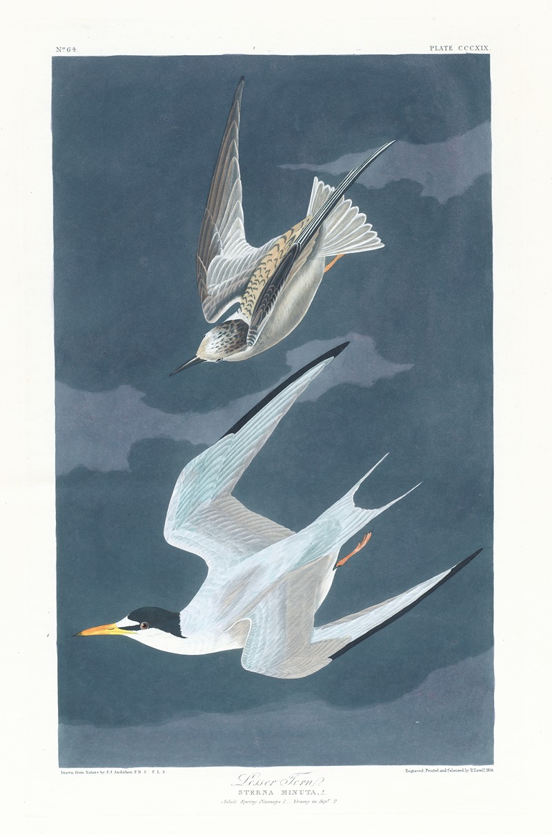 John James Audubon - Lesser tern
