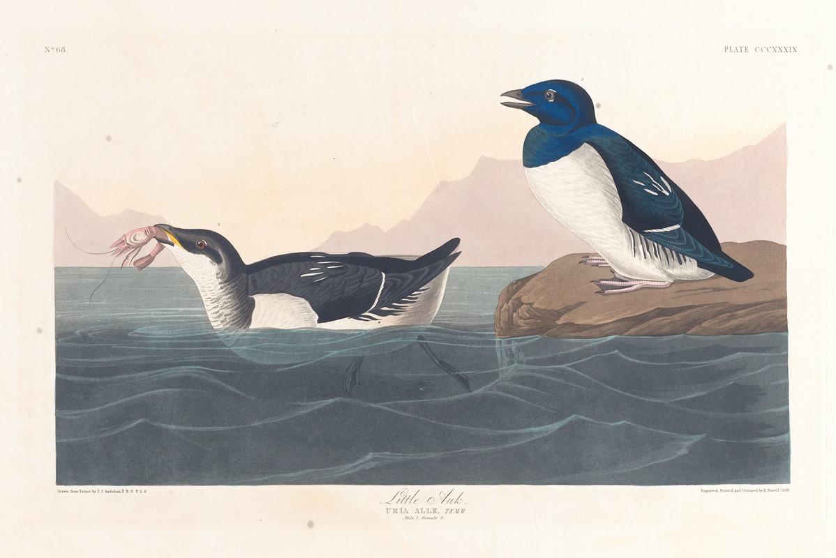 John James Audubon - Little auk