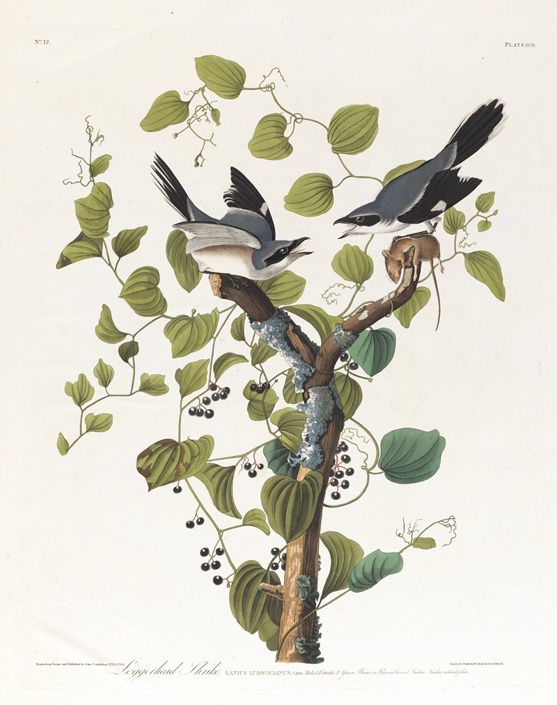 John James Audubon - Loggerhead shrike
