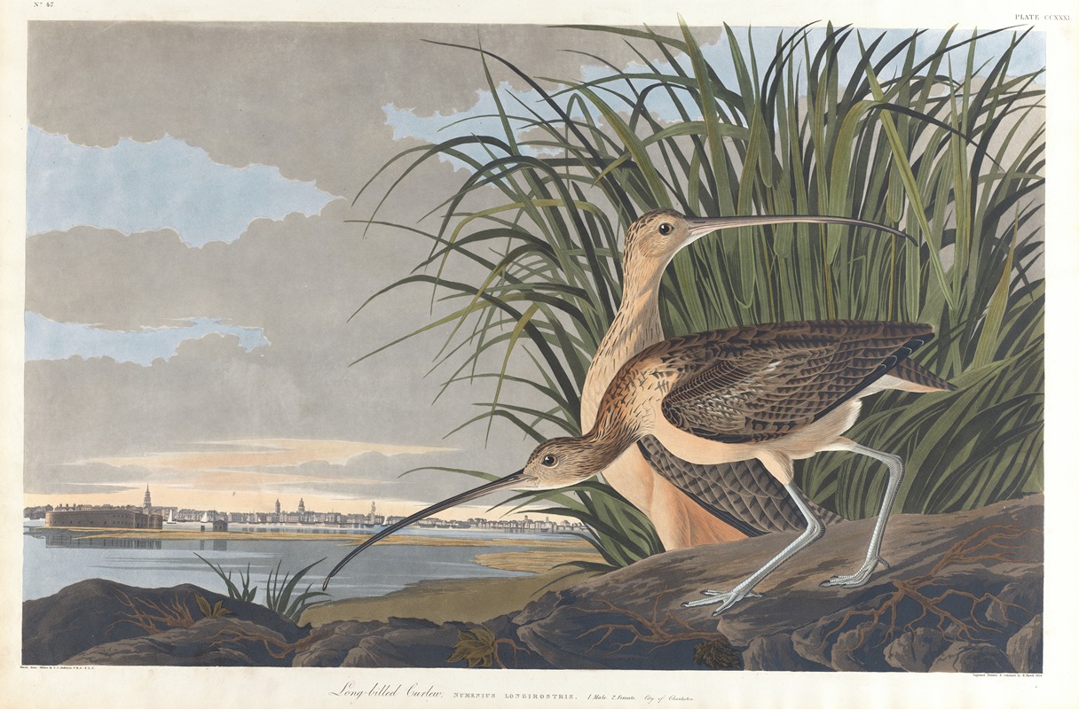 John James Audubon - Long-billed curlew