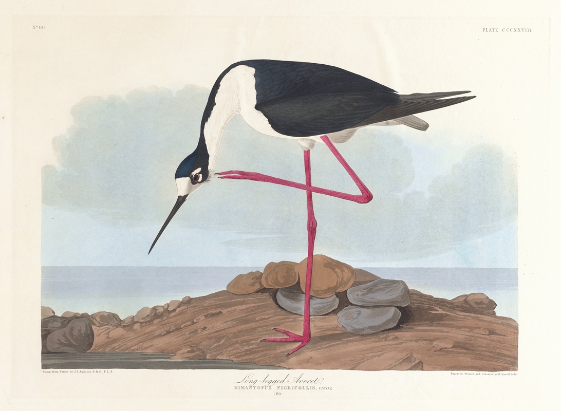 John James Audubon - Long-legged avocet