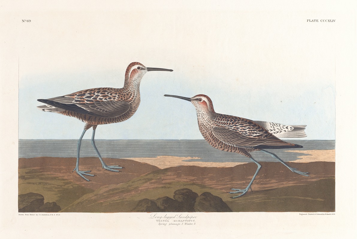 John James Audubon - Long-legged sandpiper