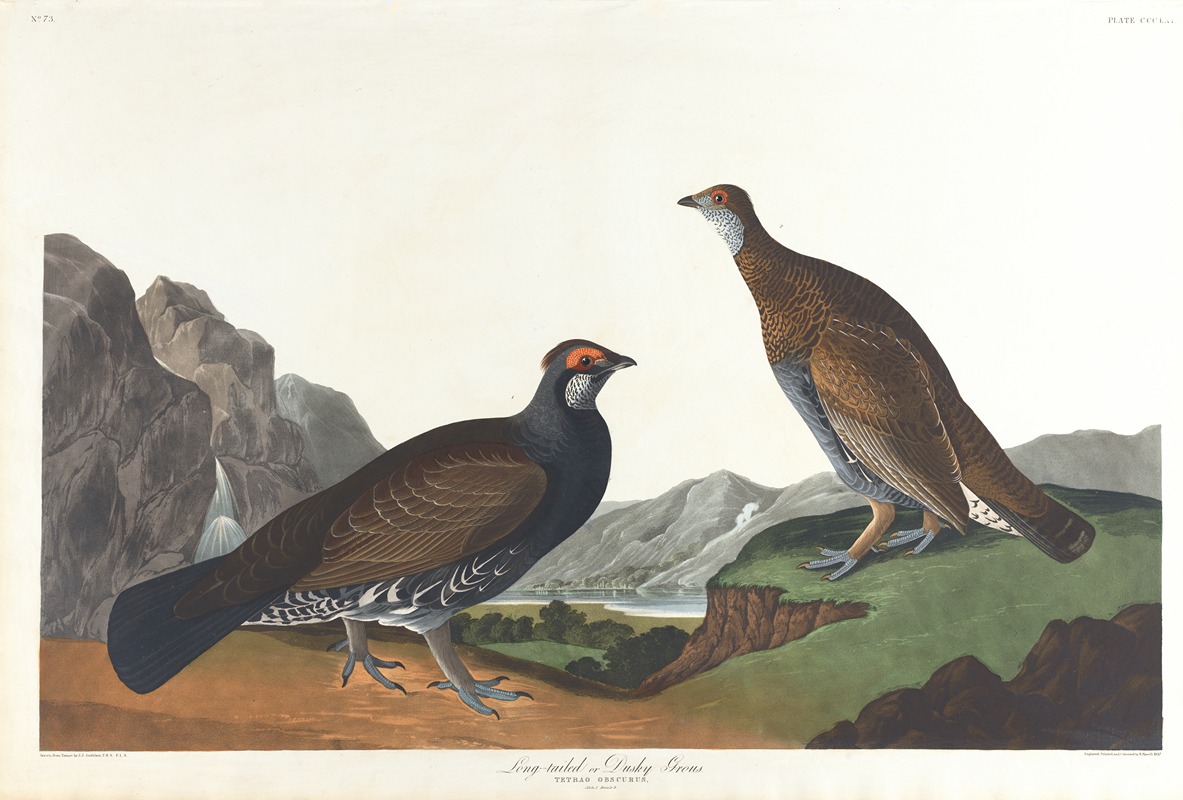 John James Audubon - Long-tailed or dusky grous