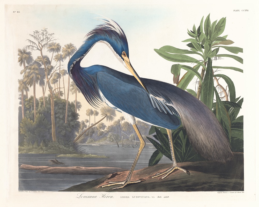 John James Audubon - Louisiana heron