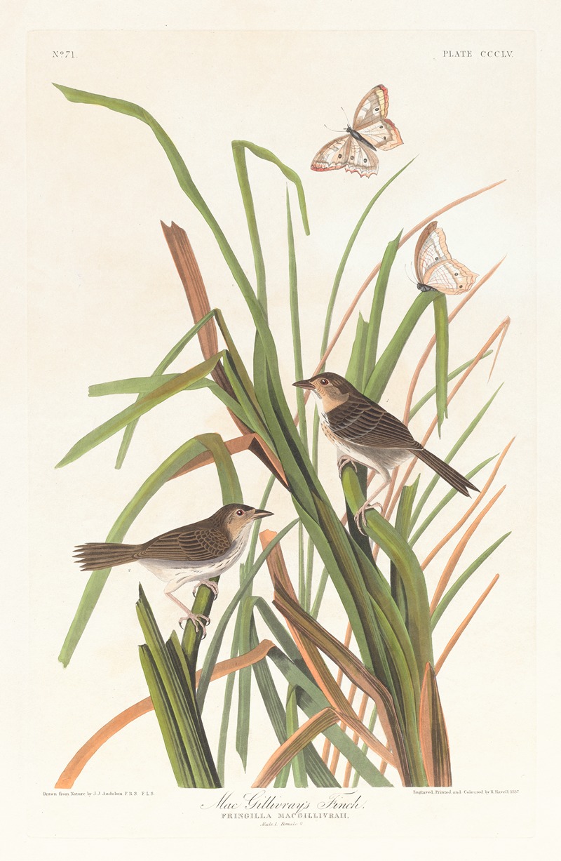 John James Audubon - MacGillivray’s finch