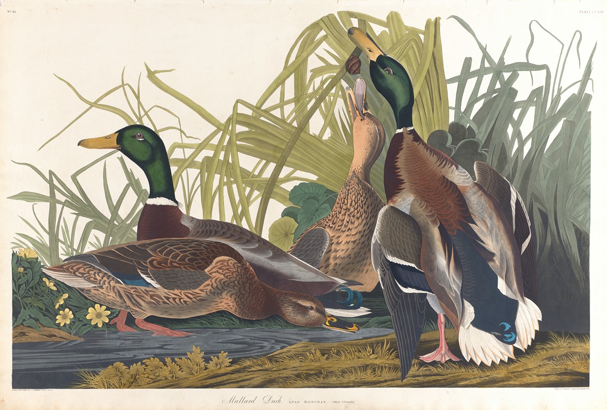John James Audubon - Mallard duck