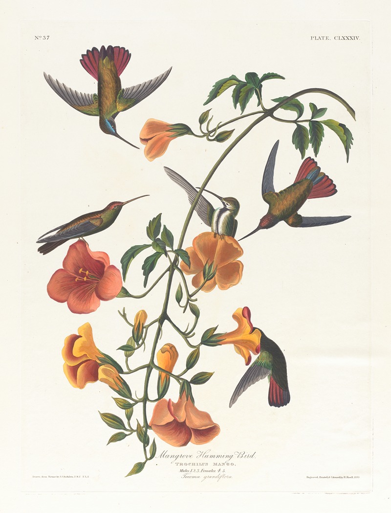 John James Audubon - Mangrove humming bird