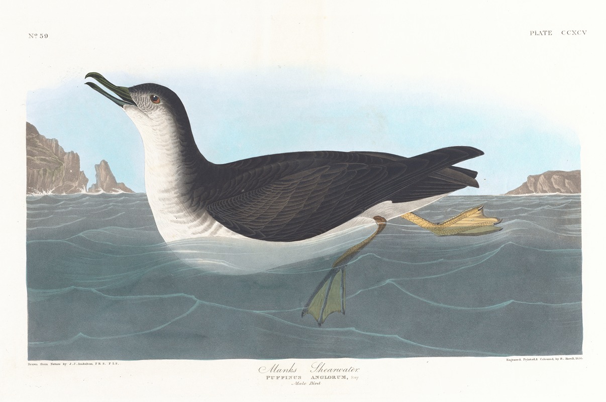 John James Audubon - Manks shearwater