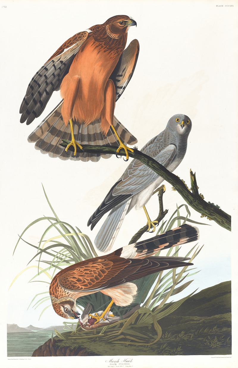 John James Audubon - Marsh hawk