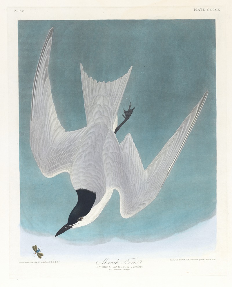 John James Audubon - Marsh tern