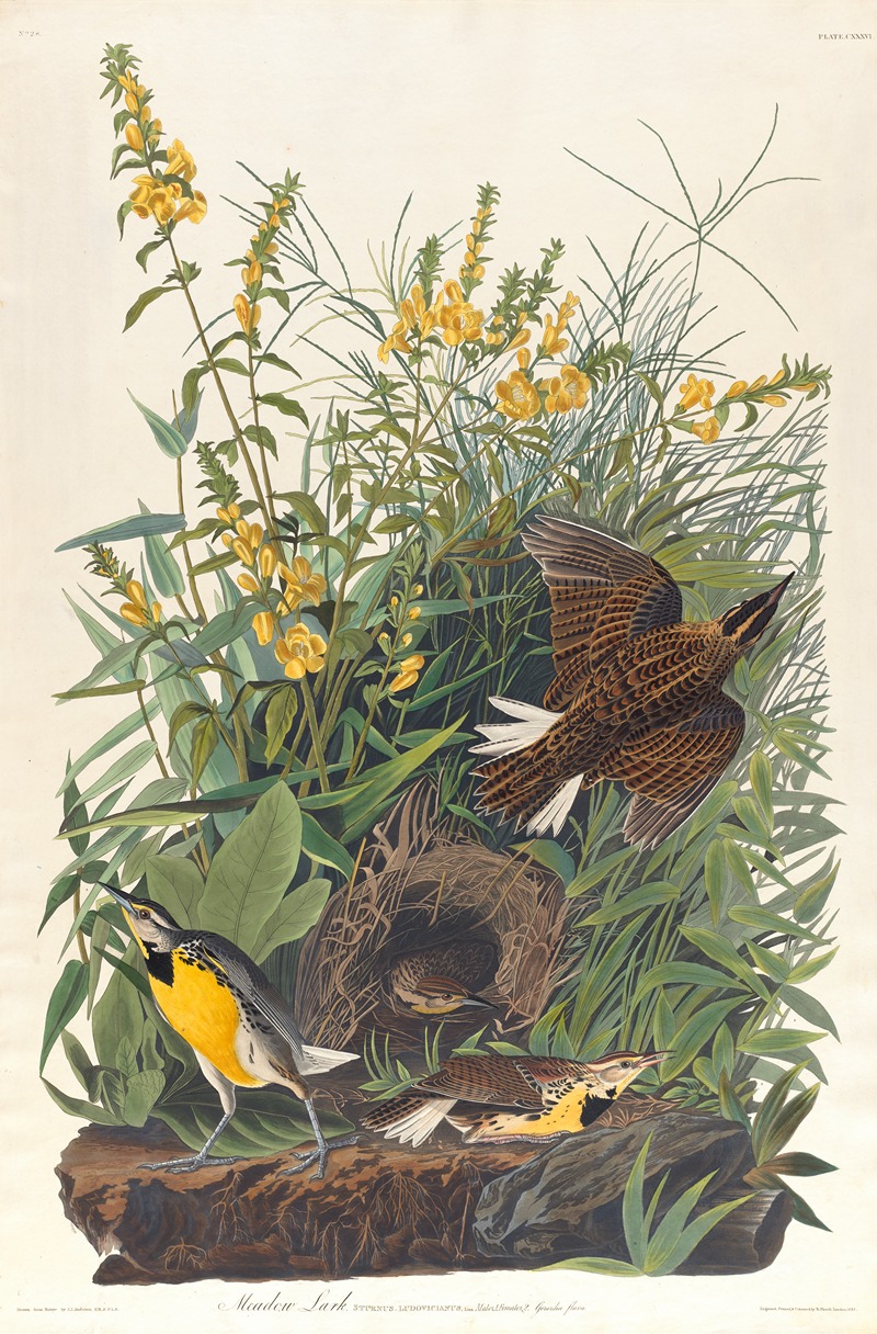 John James Audubon - Meadow lark
