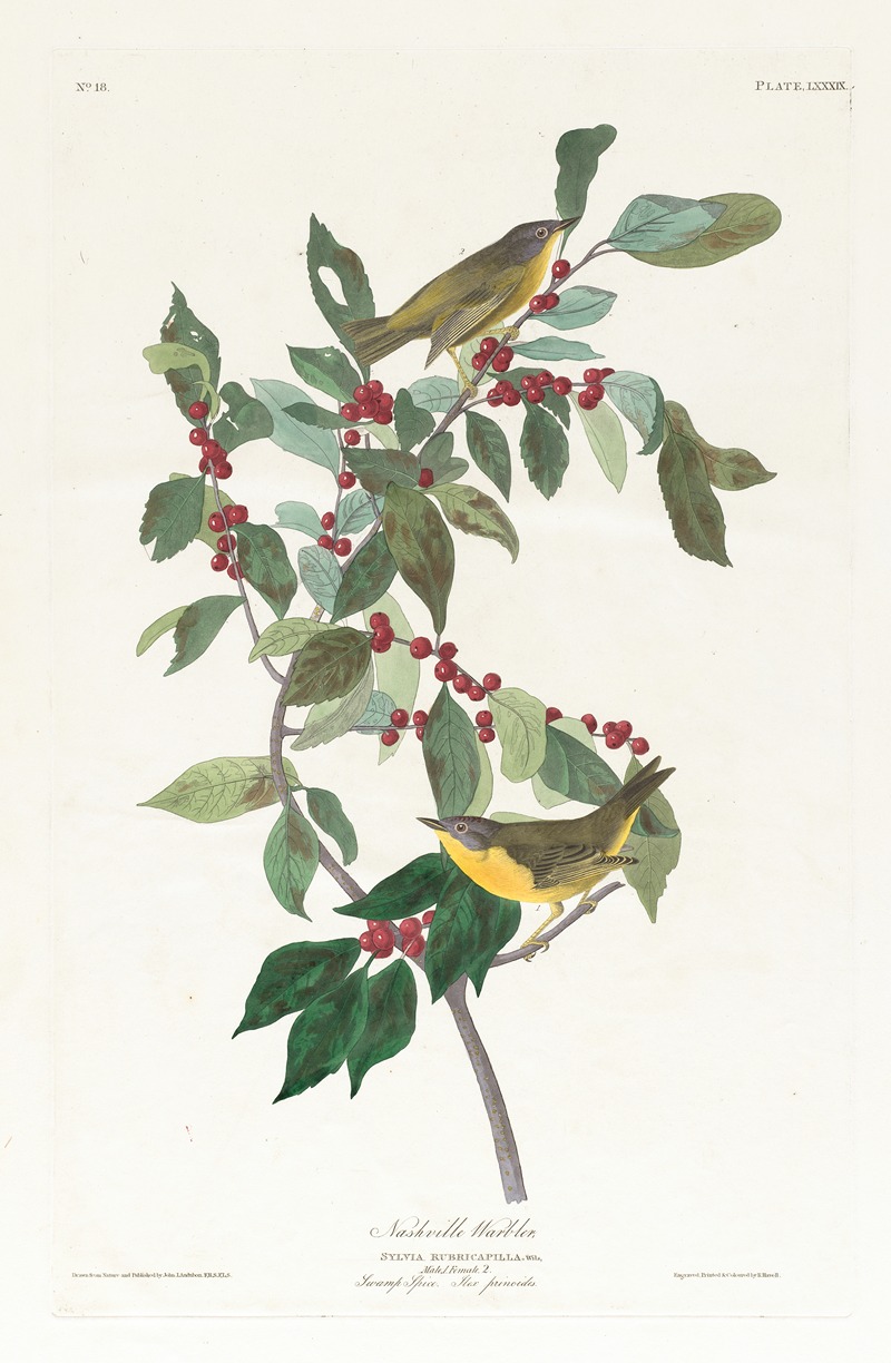 John James Audubon - Nashville warbler
